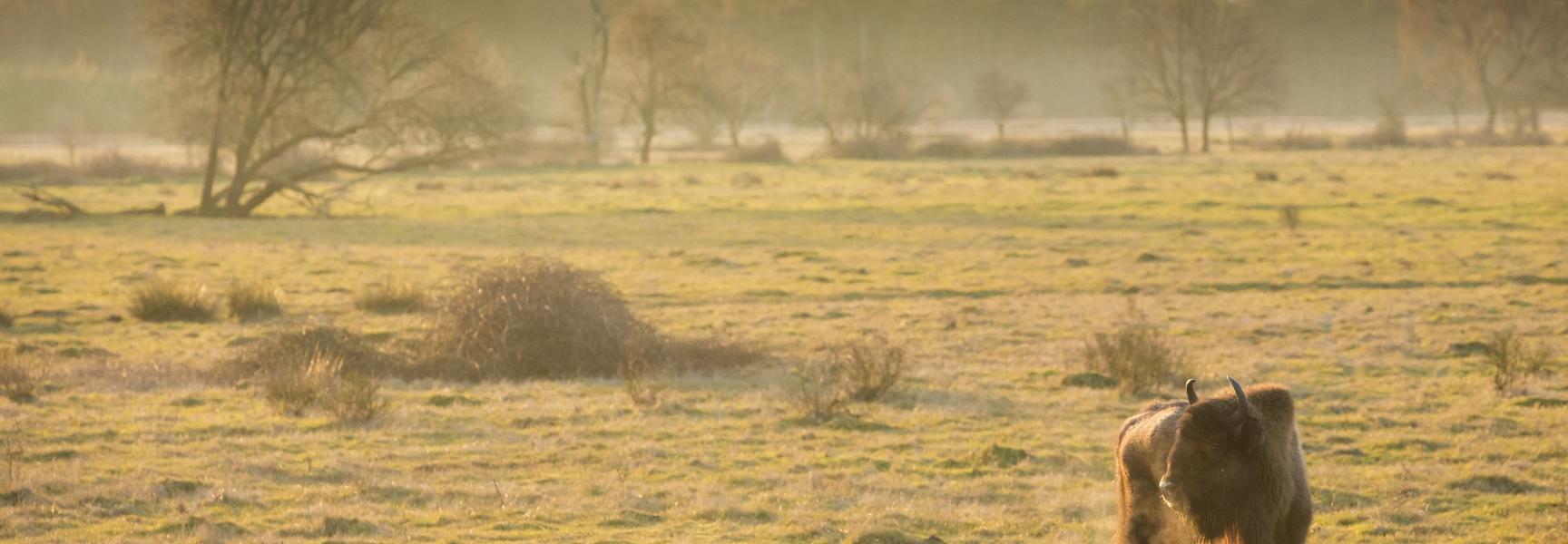 Wisent op de Maashorst