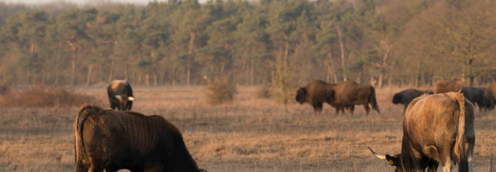 Taurossen en wisenten op de achtergrond. Foto: Arjen Boerman Taurossen en wisenten op de achtergrond. Foto: Arjen Boerman