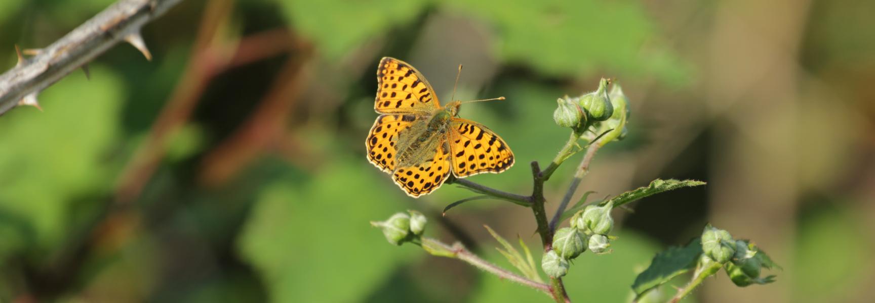 Kleine parelmoervlinder in de Maashorst (Foto Simone Schraven)