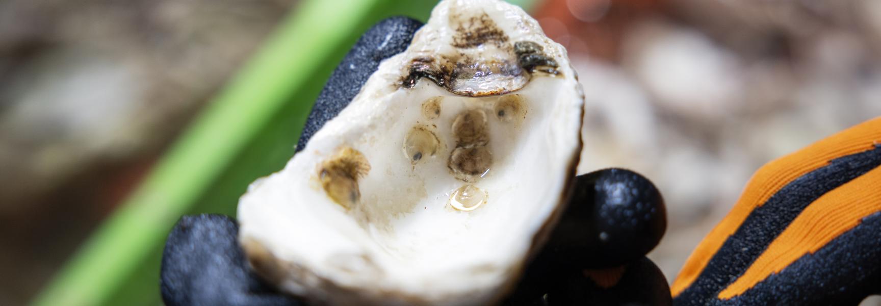 Jonge Europese platte oesters hebben zich gevestigd op een schelp. Credit: Marijn Smulders.