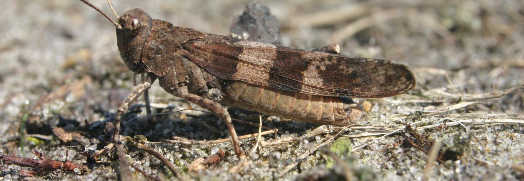 Blauwvleugelsprinkhaan