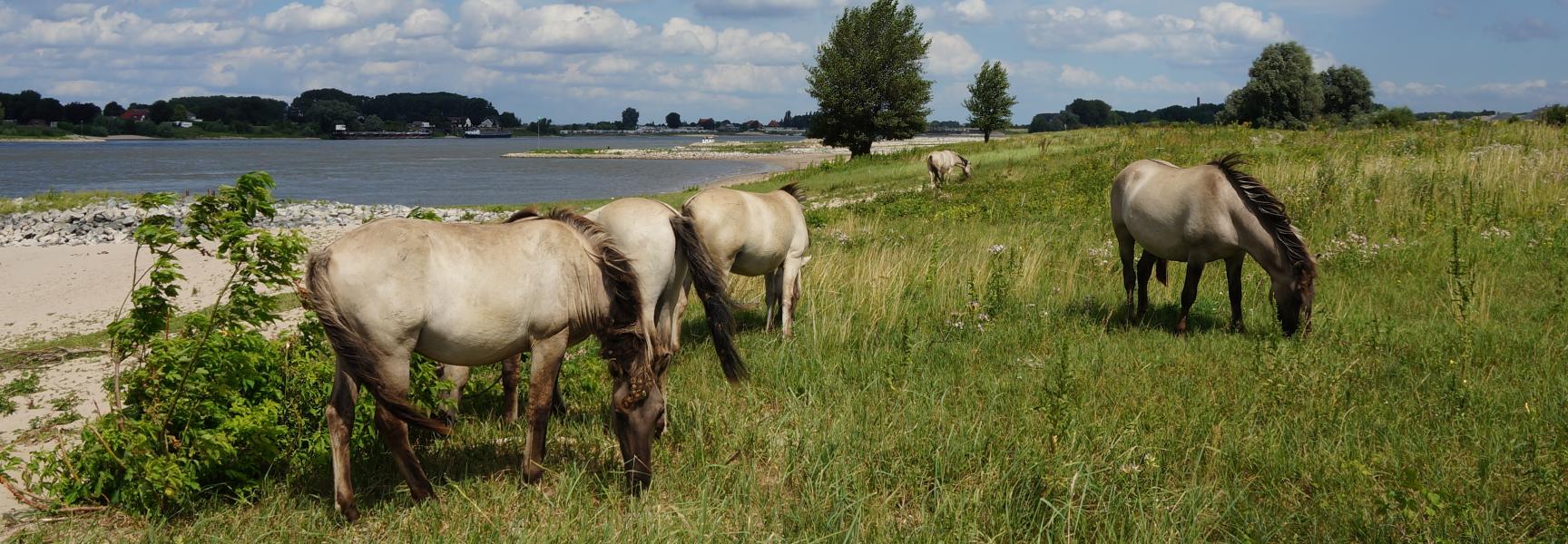Paarden in de Millingerwaard. Foto: Twan Teunissen