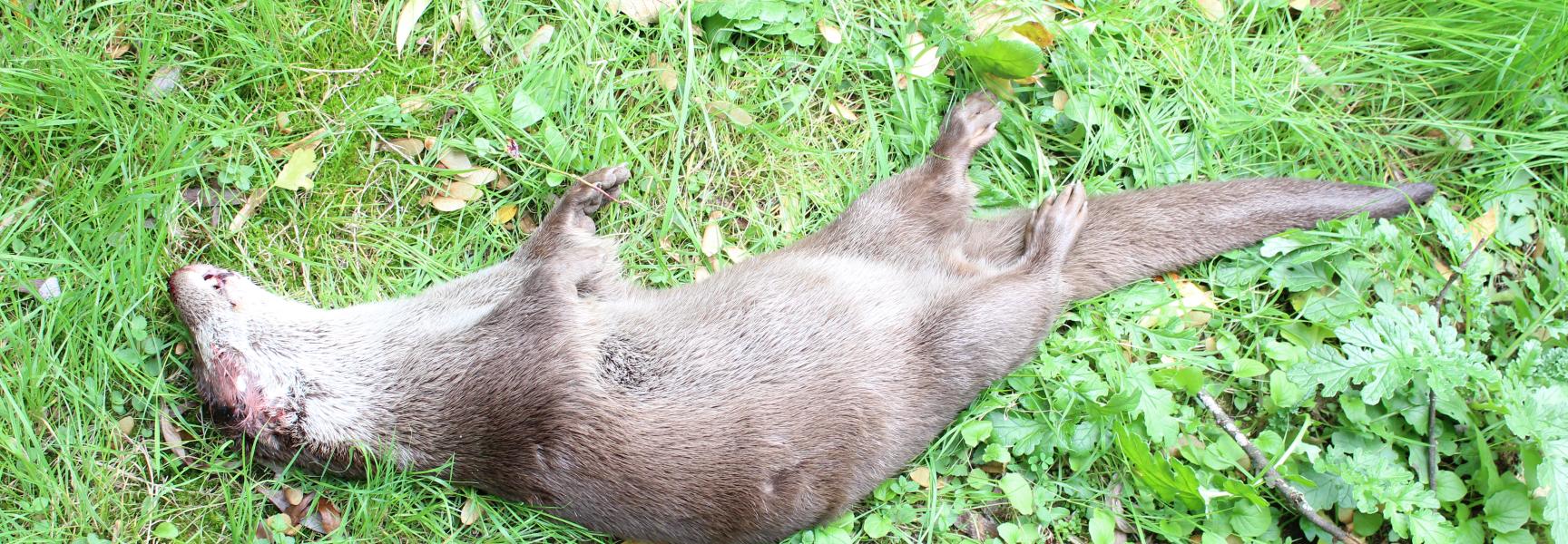 Dood gevonden otterwijfje bij Düsseldorf. Foto: Landeshauptstadt Düsseldorf