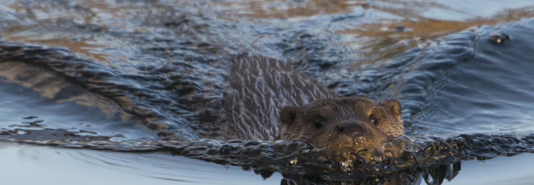 Zwemmende otter, foto: Hugh Jansman