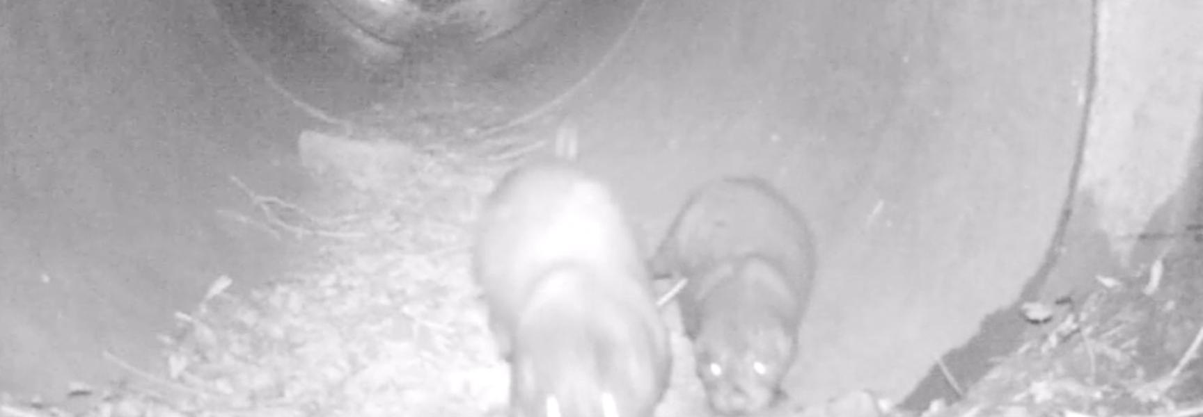 Jonge otter met moeder in de Gelderse Poort