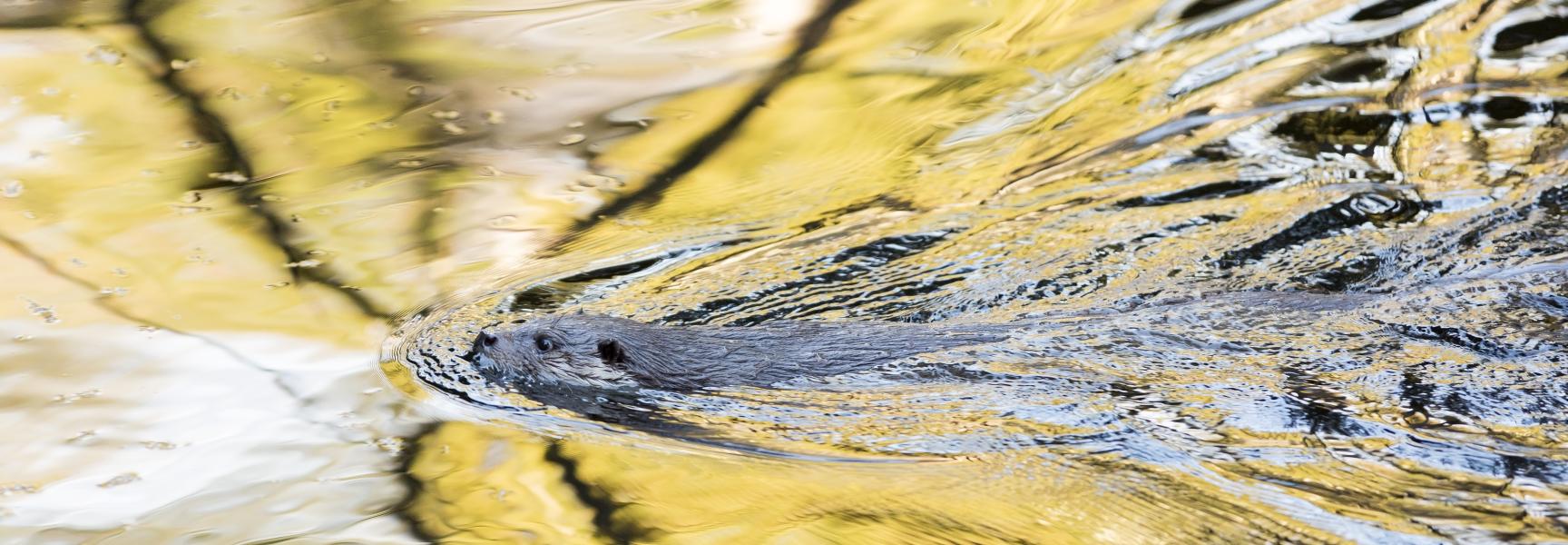 Zwemmende otter. Foto: Bob Luijks/Natuurportret