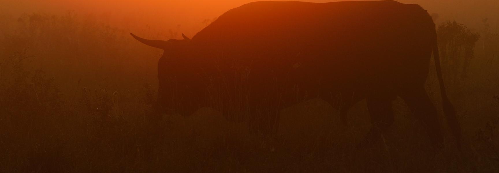 Tauros Keent Foto Staffan Widstrand - Rewilding Europe