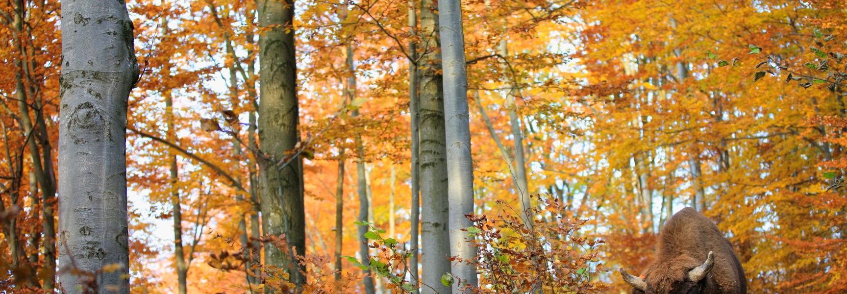 Wisent, foto: Grzegorz Lesniewski - Rewilding Europe