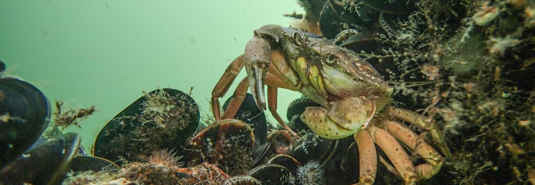 Een krab op een schelpdierrif