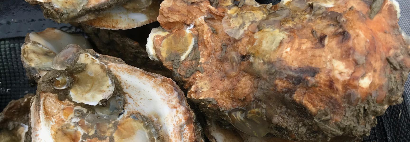 Flink gegroeide oesterbroedjes