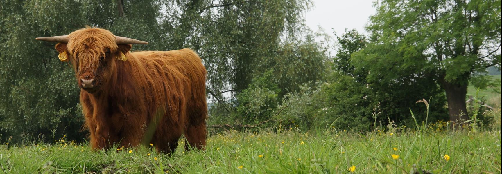 De positieve effecten van grote grazers op een landschap zijn veel groter dan alleen het beïnvloeden van de vegetatiegroei.