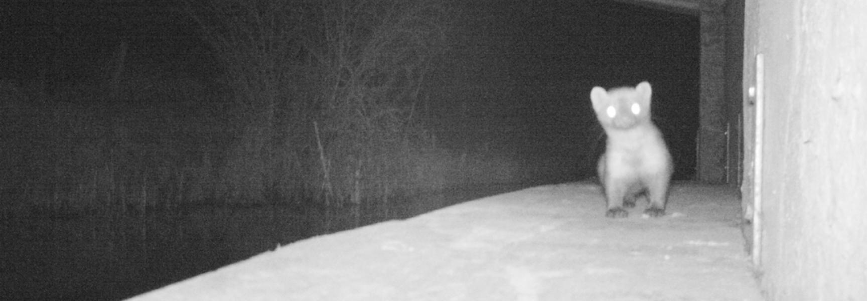 Steenmarter in faunapassage