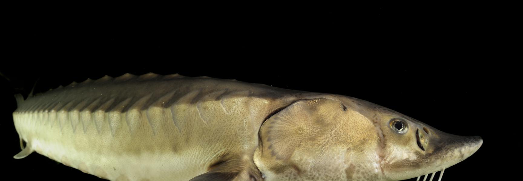 De zeldzame Europese steur. Foto: Solvin Zankl, Nature in Stock