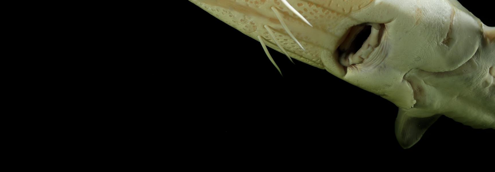 Europese steur. Foto: Solvin Zankl, Nature in Stock Europese steur. Foto: Solvin Zankl, Nature in Stock