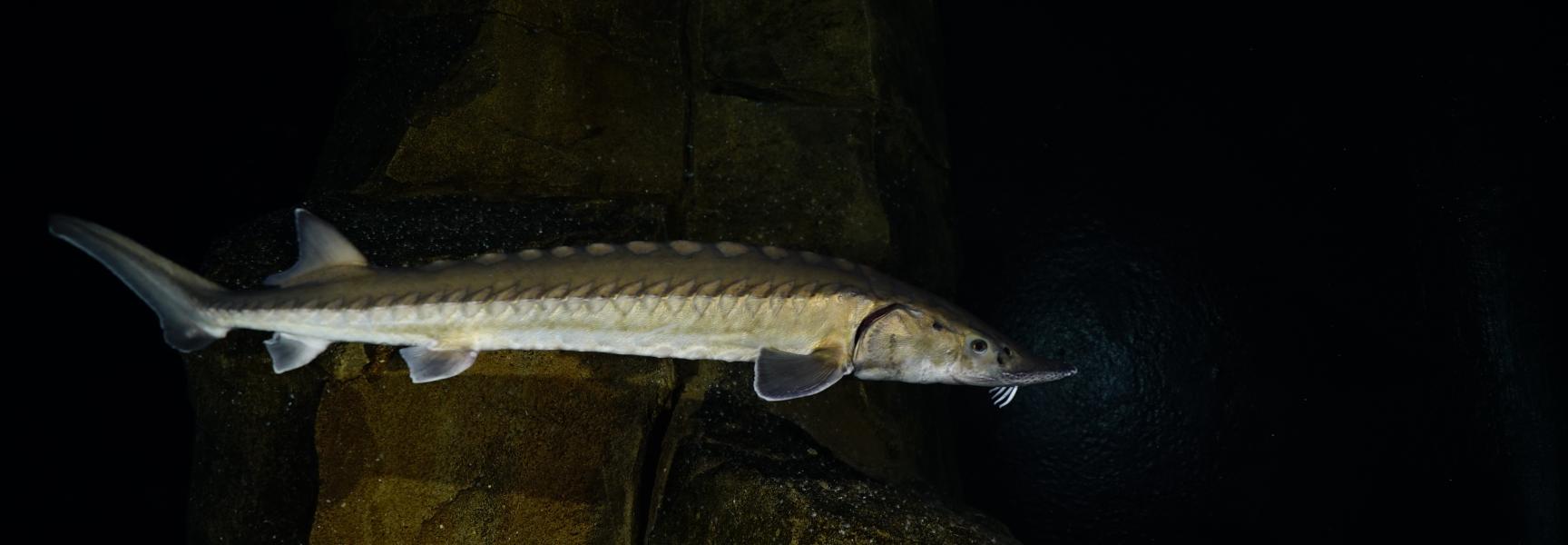 Europese Atlantische steur (Acipenser sturio) in het Oceanium in Diergaarde Blijdorp, foto: www.onderwaterbeelden.nl