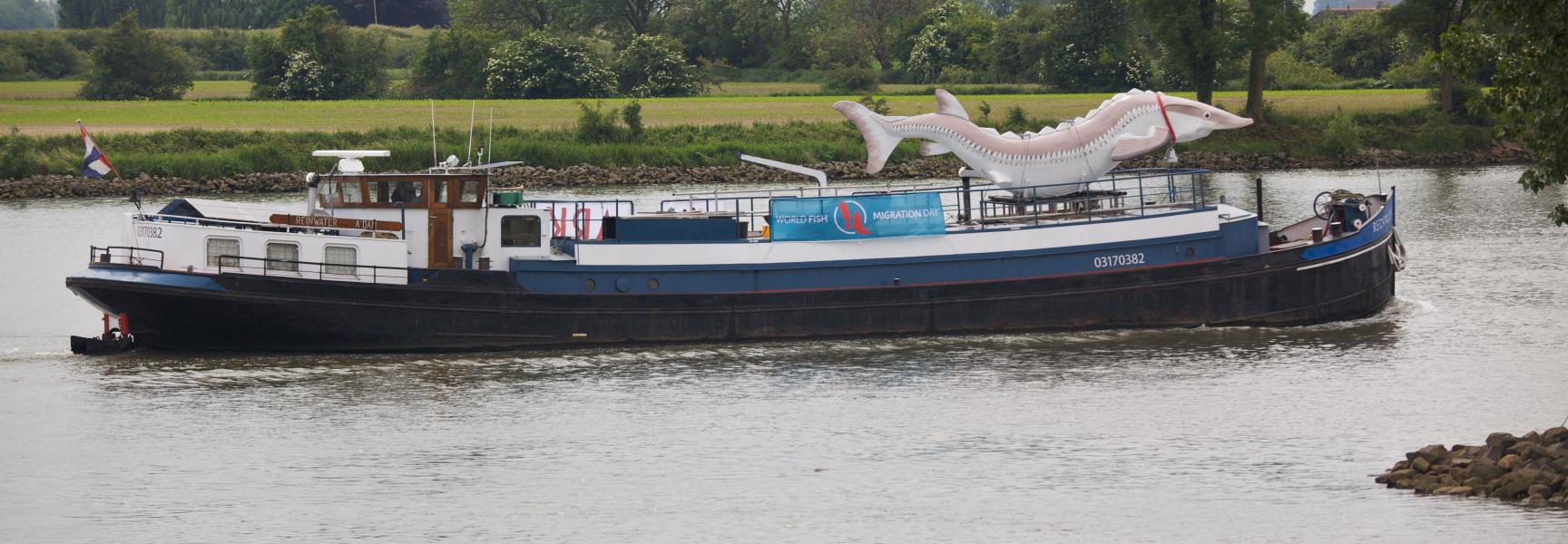 Aandacht voor de steur op World Fish Migration Day