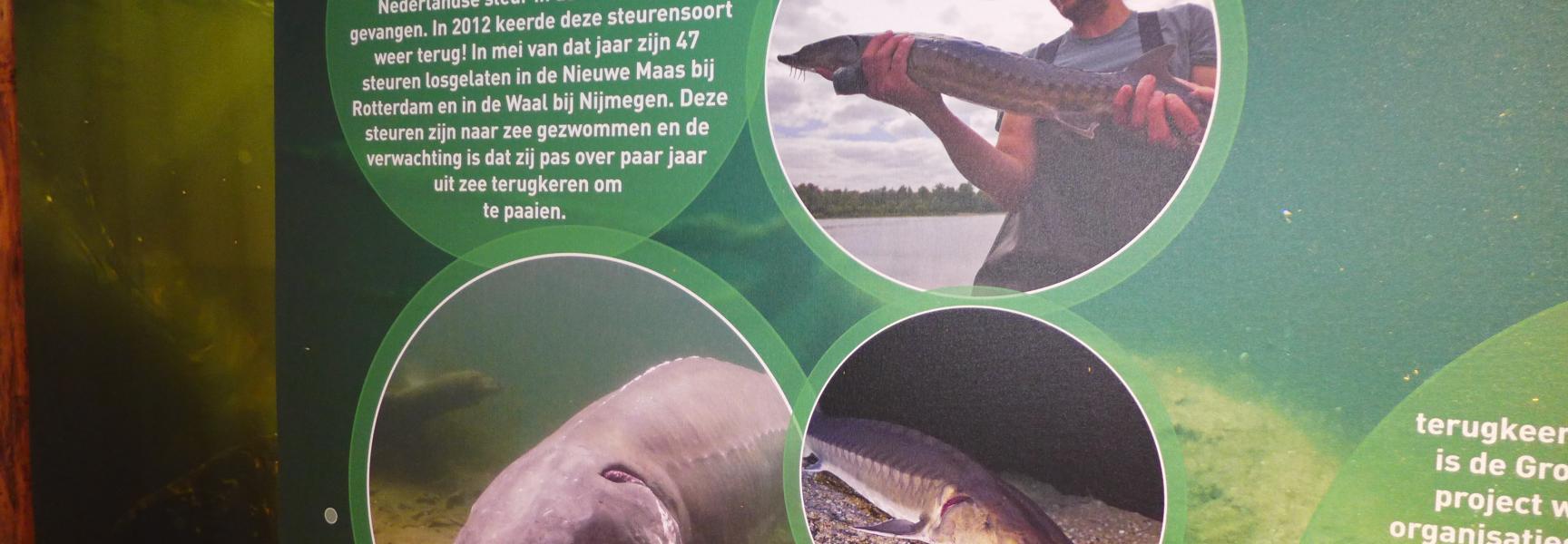 Tentoonstelling Waal Onder