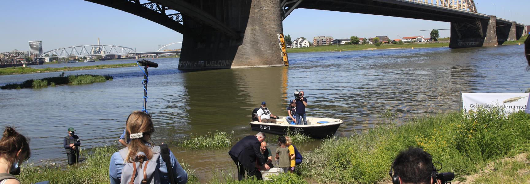 Eerste uitzetting van zeldzame steuren in Nederland.