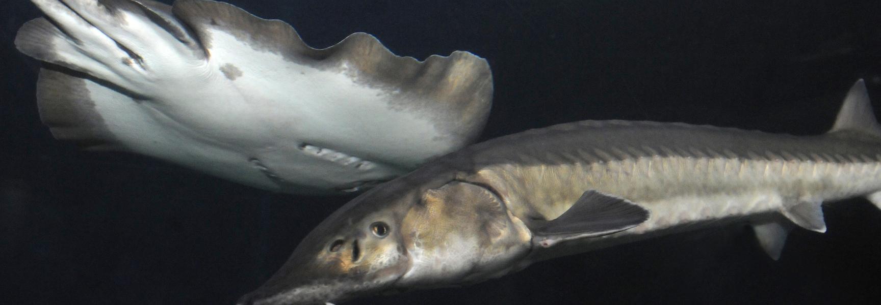 Europese steur in het Oceanium in Blijdorp. Foto: Rob Doolaard
