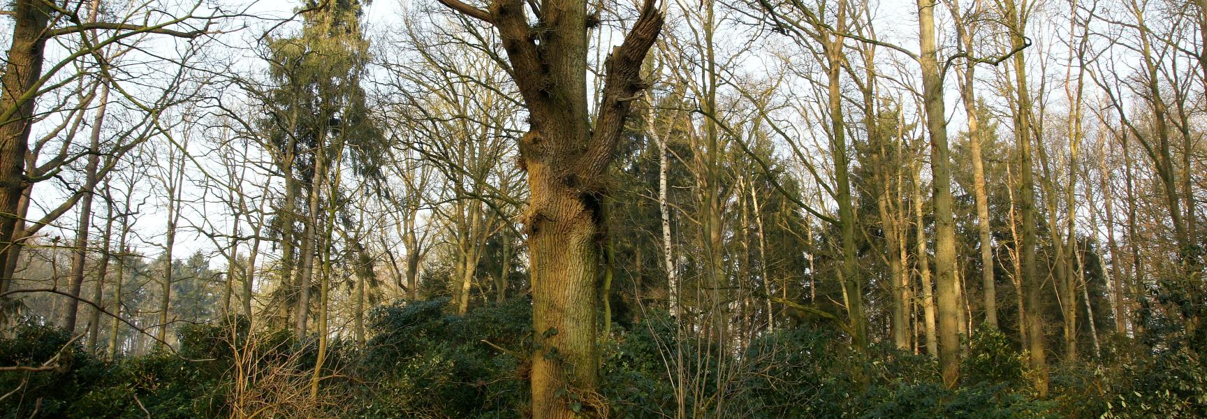 De dikste en oudste eiken op landgoed Velder (foto: Bert Vervoort)