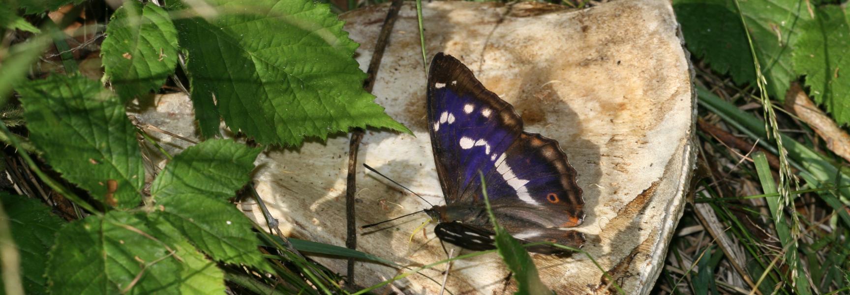 Grote weerschijnvlinder op bot Grote weerschijnvlinder op bot