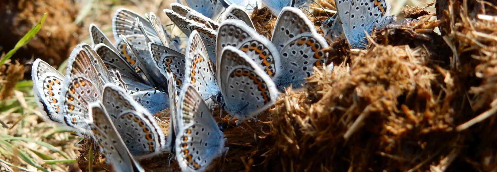 Heideblauwtjes op poep. Foto: Kars Veling, De Vlinderstichting