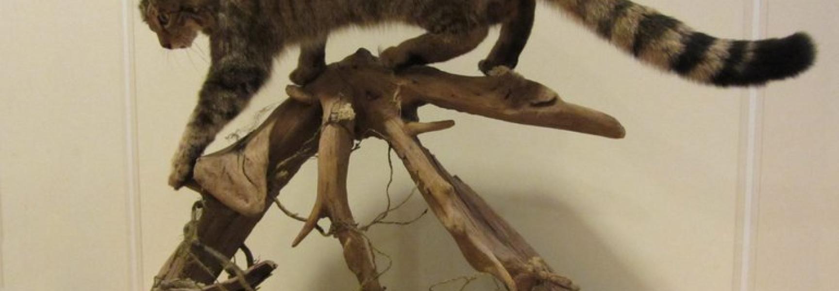 Opgezette wilde kat, foto: Neeltje Huizinga, Zoogdiervereniging