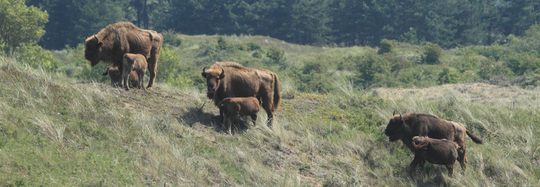 Kraansvlak wisent