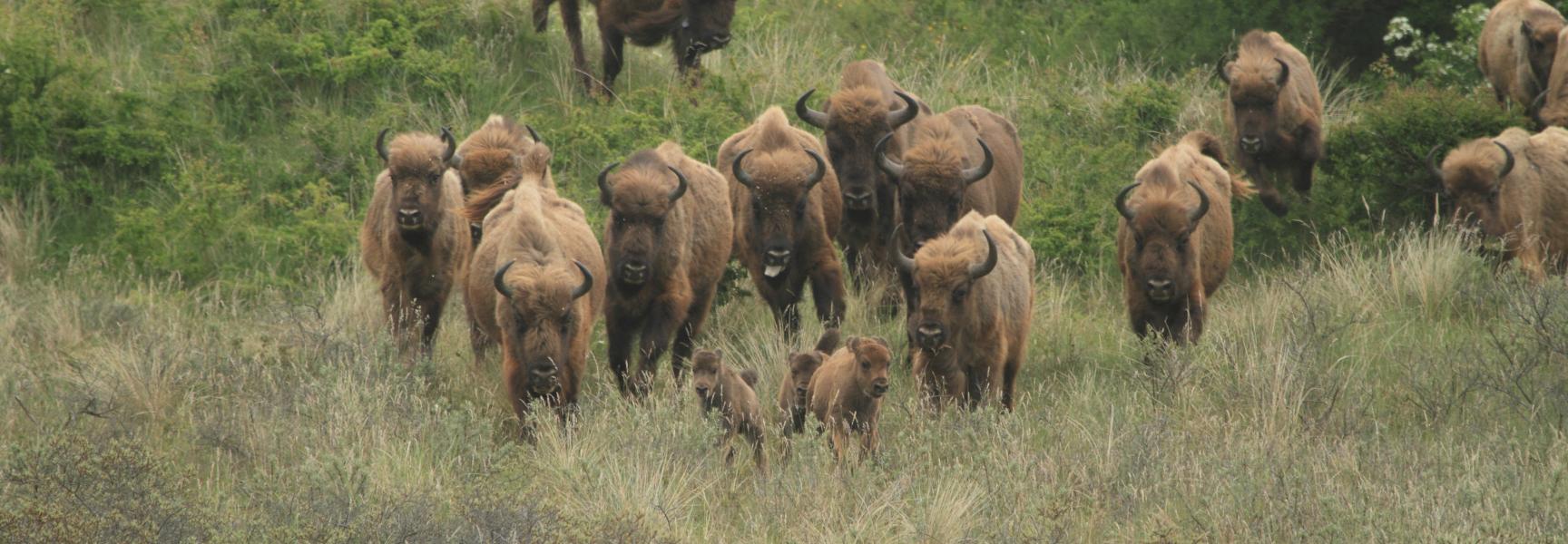 Wisenten in het Kraansvlak