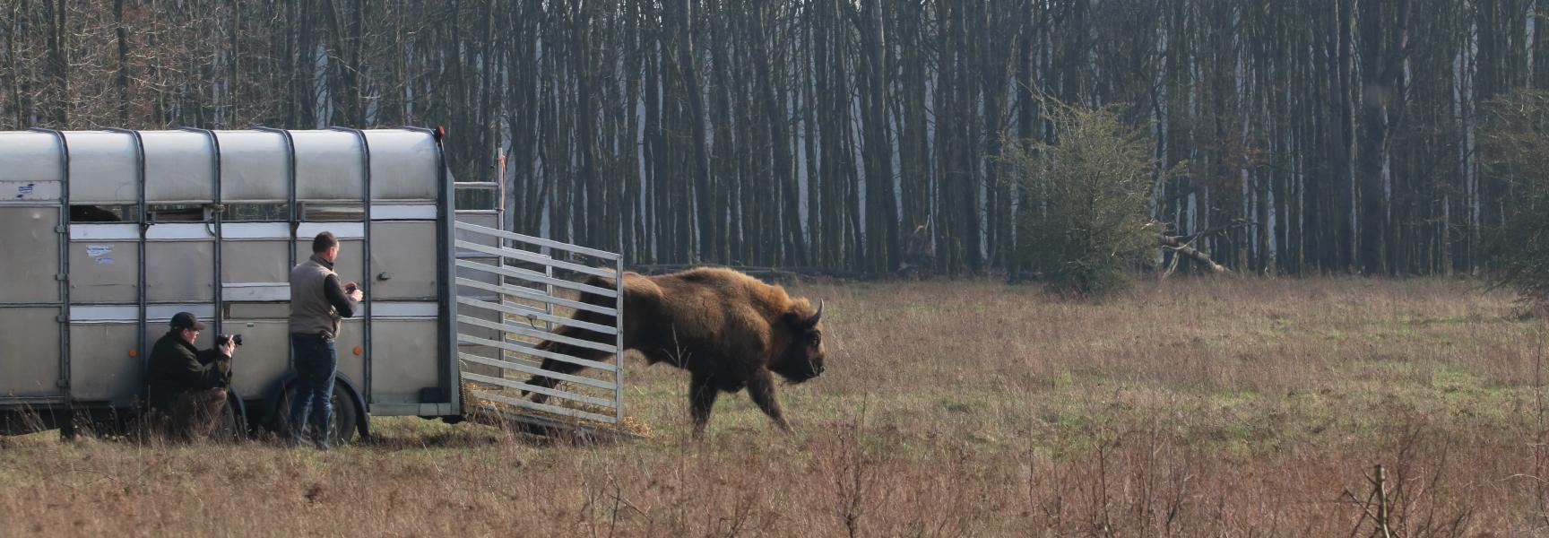 Wisent op de Maashorst. Foto: Roeland Vermeulen/FREE Nature