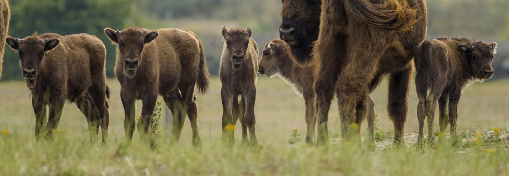 Vijf wisentkalfjes in het Kraansvlak