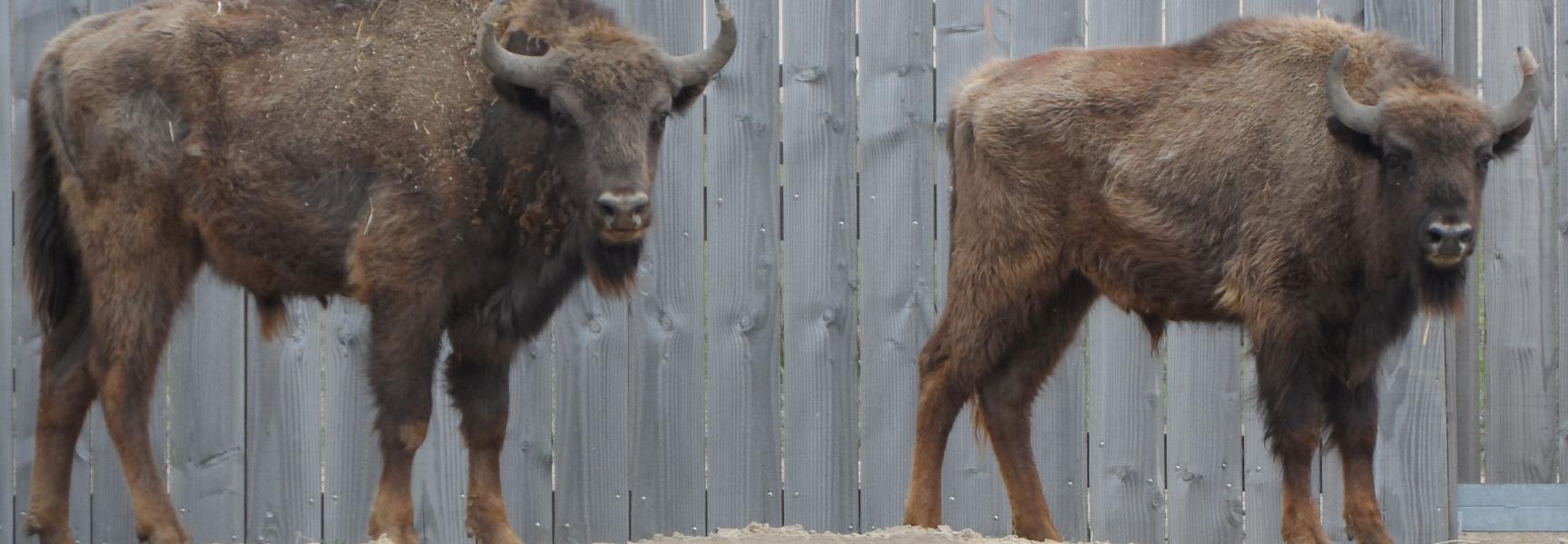 Franse wisenten voor het Kraansvlak