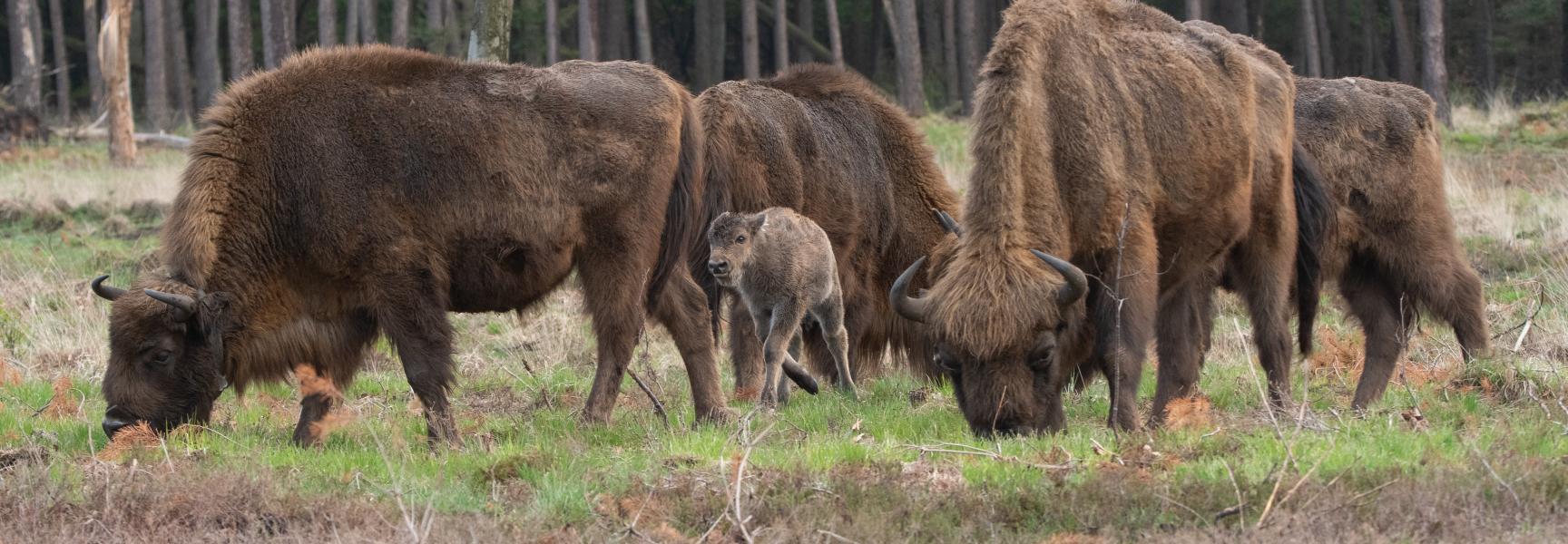 Kudde wisenten op de Veluwe met eerste koekalf. Foto: Dirk Goudkuil, Staatsbosbeheer
