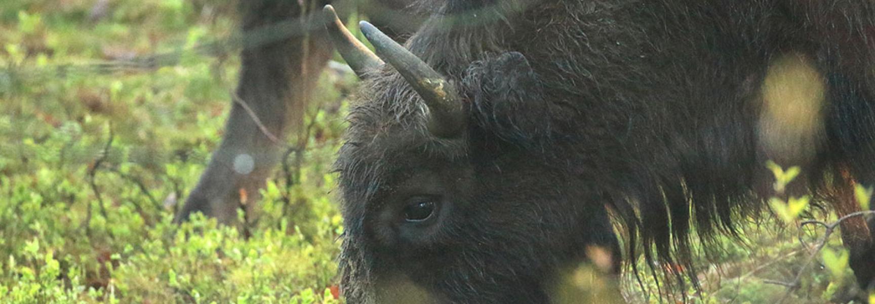 Wisent eet bosbes