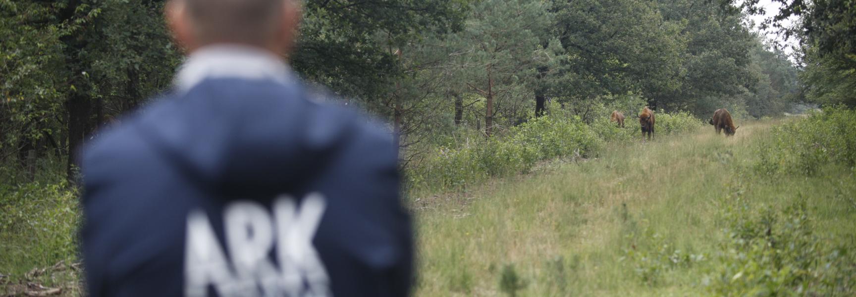 Wisenten spotten op de Veluwe