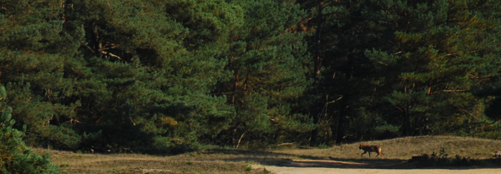 Wolf Veluwe. foto: K. van der Sluis