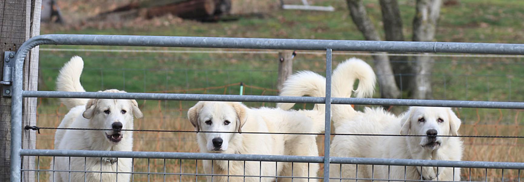 Jonge kuddewaakhonden