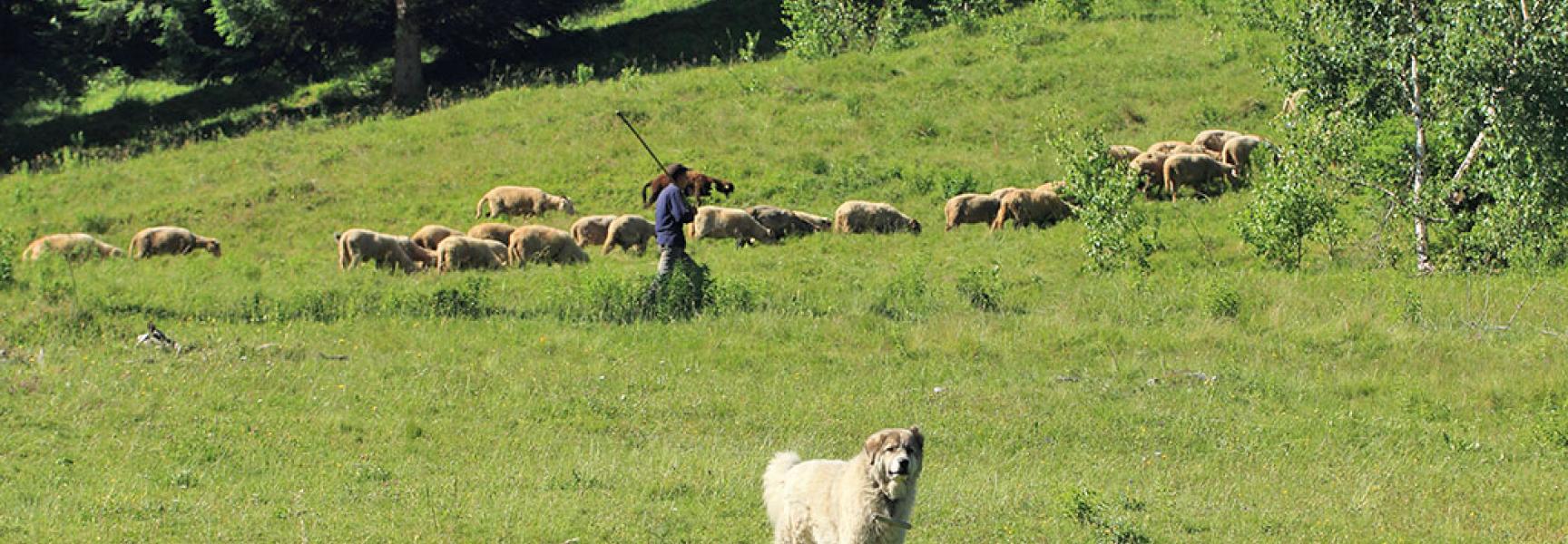 Schaapskudde met herder en kuddewaakhond in Roemenië.