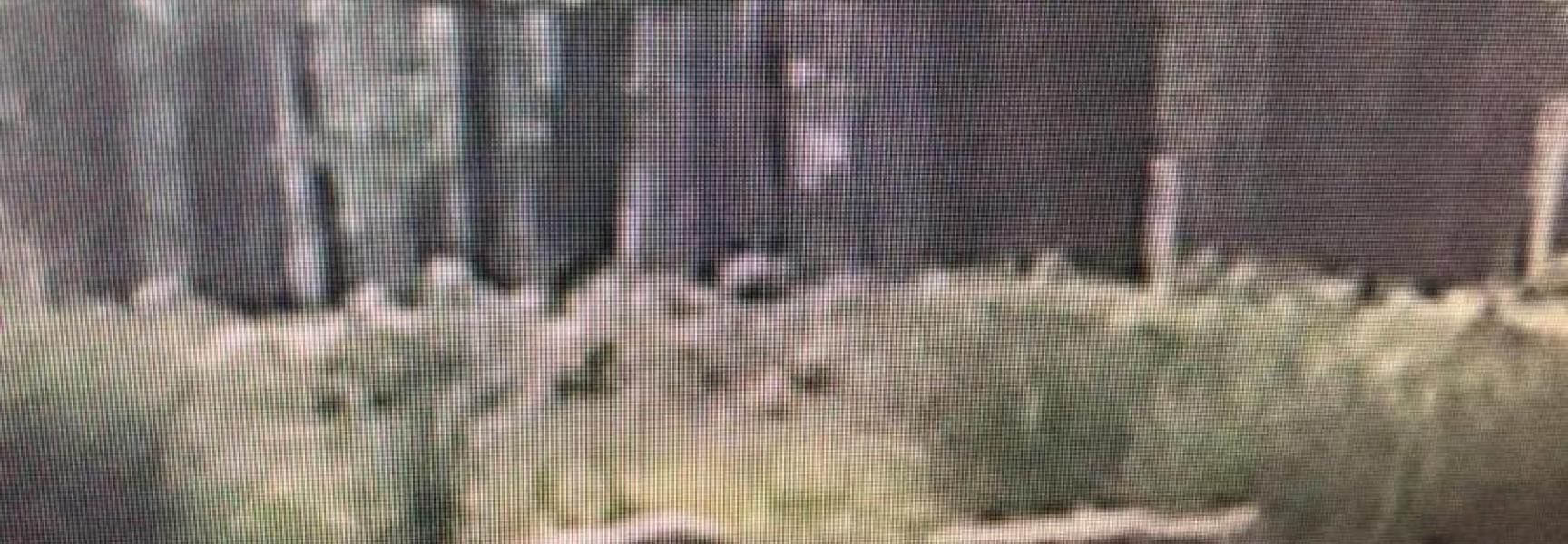 Beelden wolvenwelpen