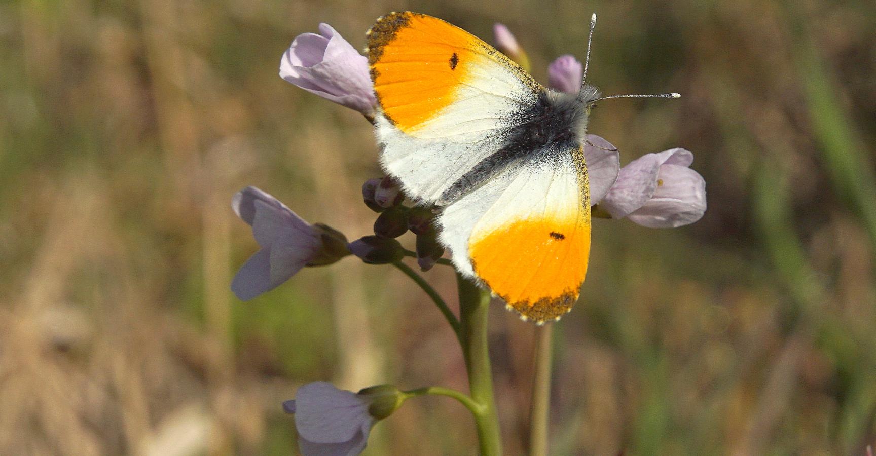 Oranjetipje bij de Beekse waterloop (Foto: Bert Vervoort)