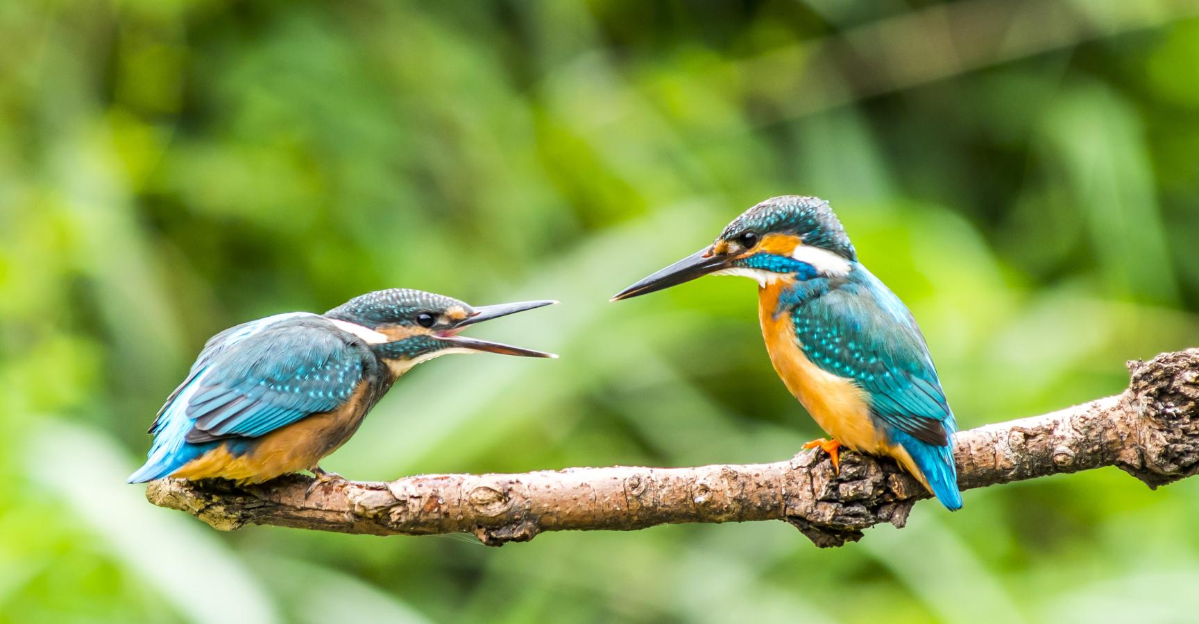 Ook ijsvogels profiteren van natuurontwikkeling rondom de Beerze. Foto: Shutterstock