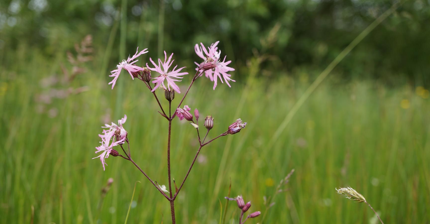 Echte koekoeksbloem