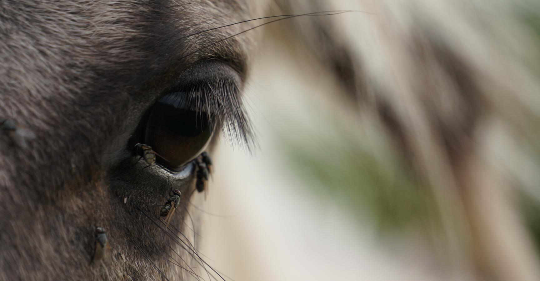 Konik oog