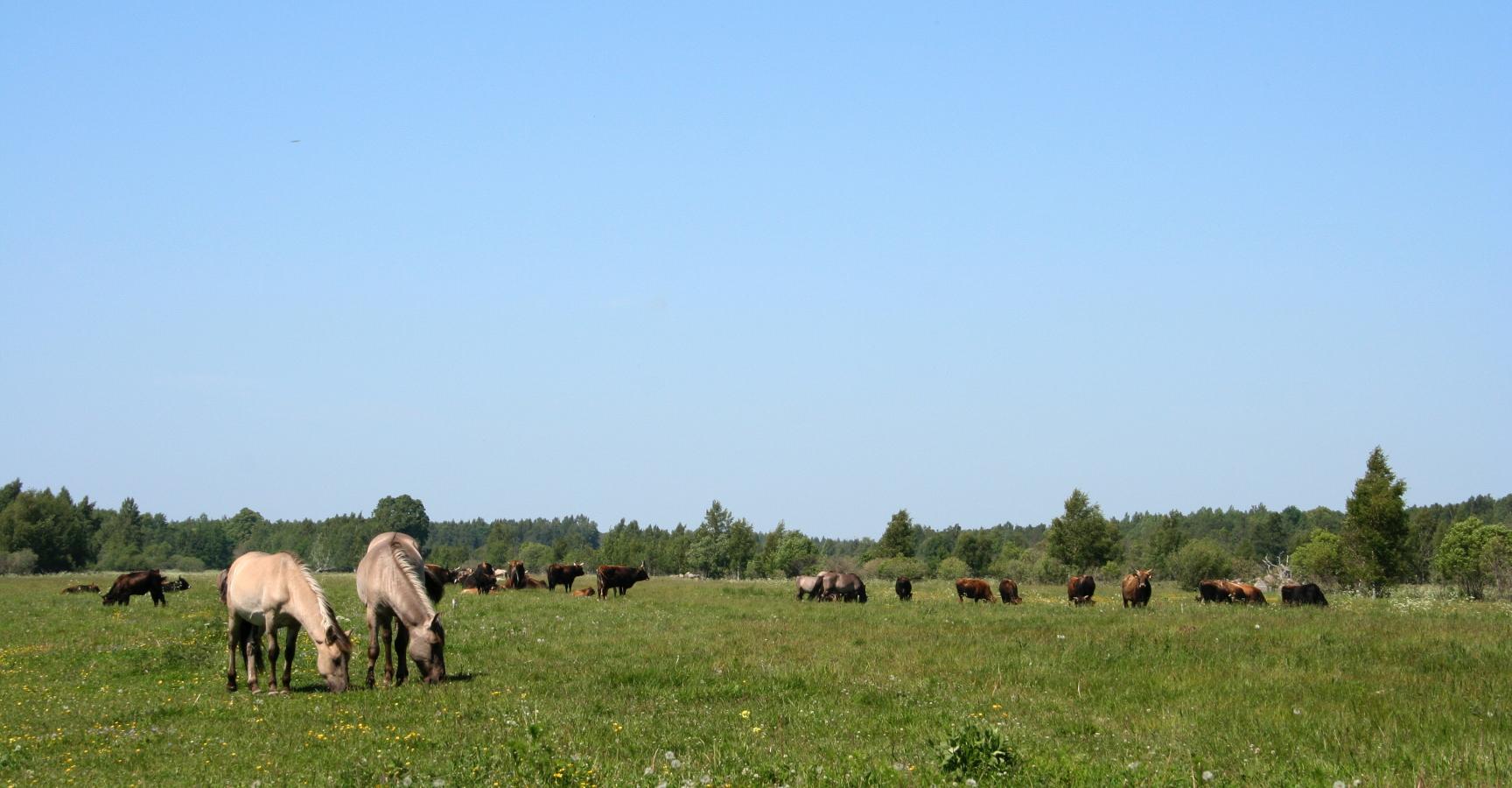 Pape Natuurpark Konik Heckrund