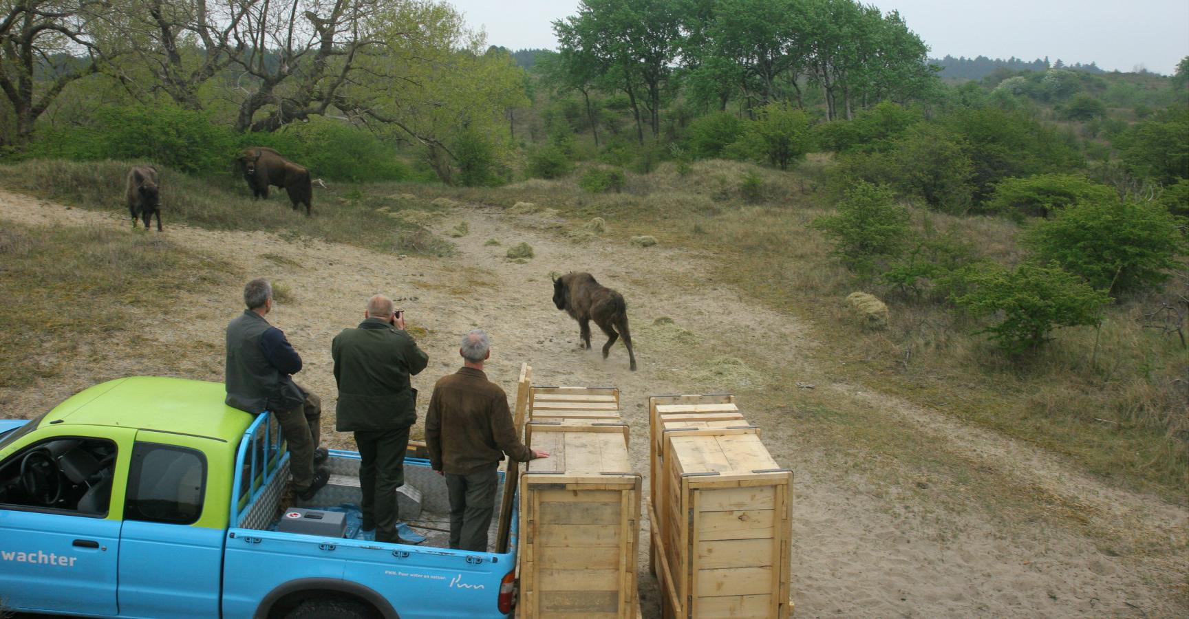 Komst van de wisent in 2007