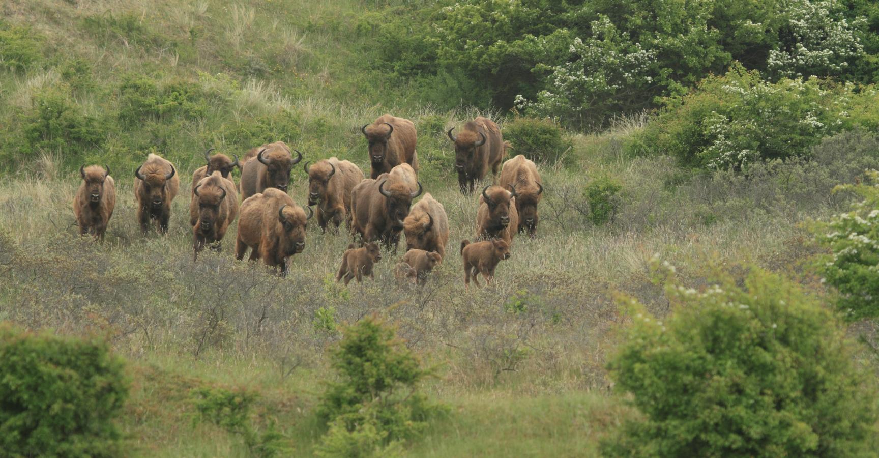 Kudde wisenten in galop