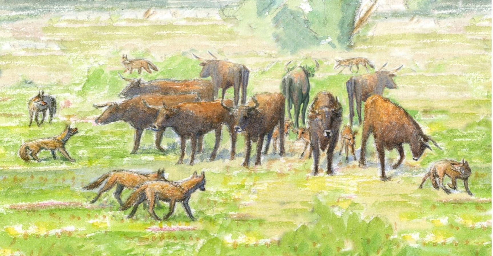 Wildlevende kudde verdediging tegen wolven