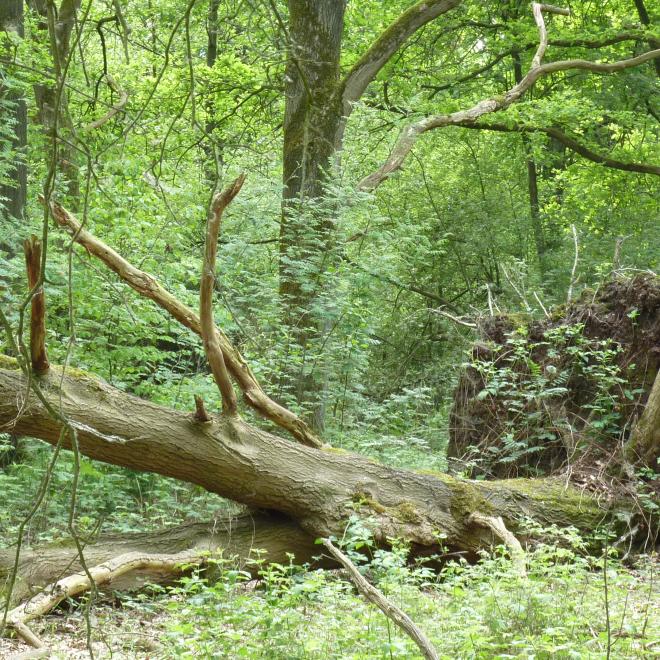 Omgevallen bomen zijn onmisbaar voor het ecosysteem.