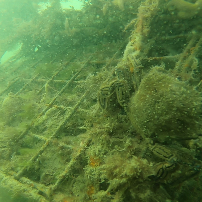Een fluwelen zwemkrab op een van de oesterkorven. Foto: Waardenburg Ecology.