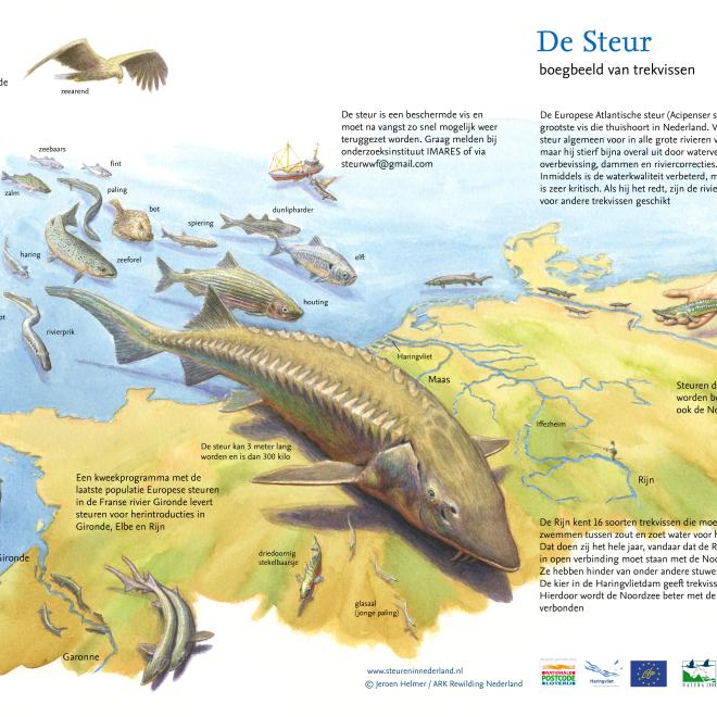 Boegbeeld steur. © Jeroen Helmer